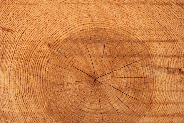 Tree rings