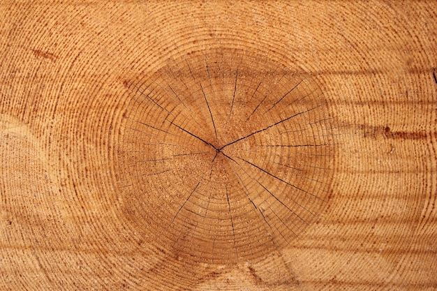 Tree rings