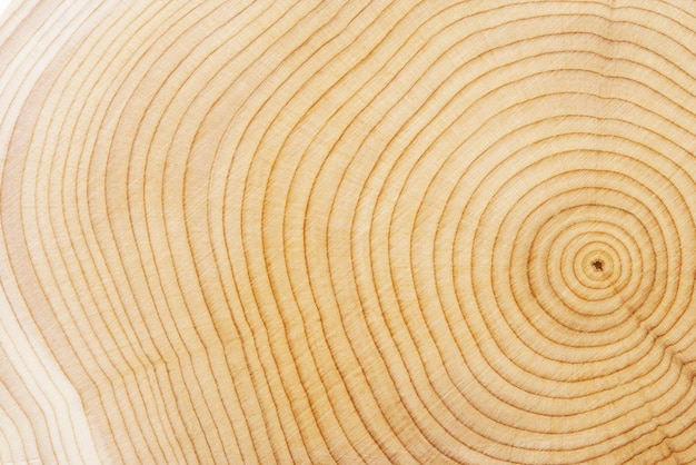 Tree Rings