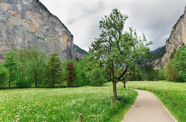 Tree road mountains in the background Switzerland