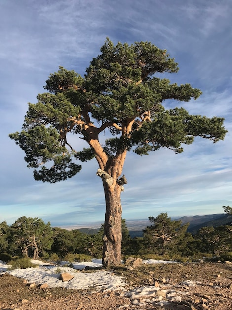 Foto albero sulla roccia contro il cielo