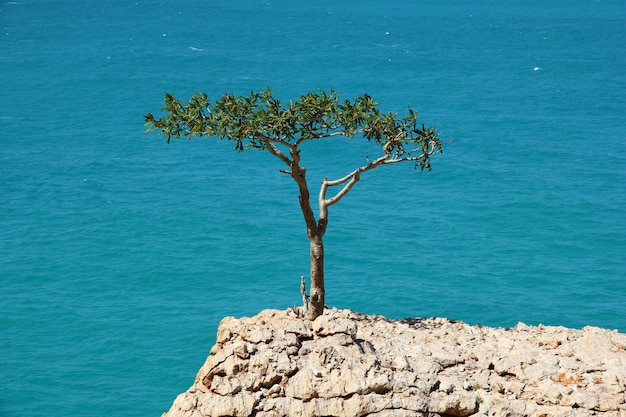 바위, Socotra 섬, 인도양, 예멘에있는 나무