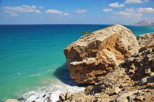 The tree in the rock, Socotra island, Indian ocean, Yemen