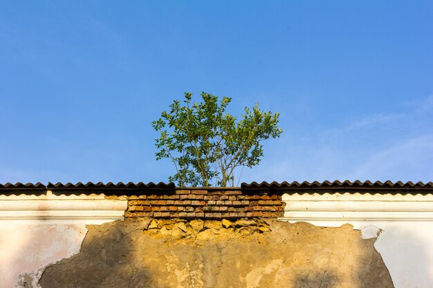 Foto l'albero sul tetto