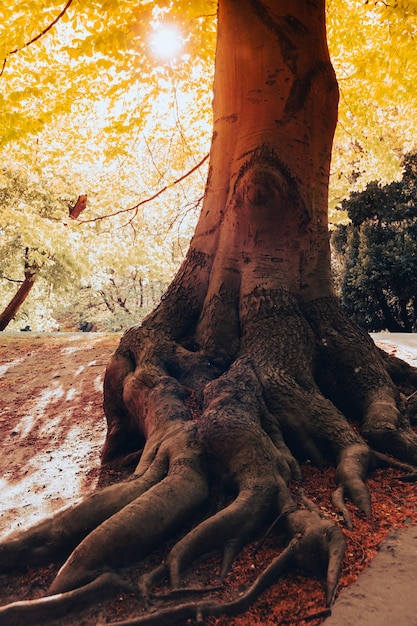 森の中の木の根 中空の古い木 枯れた中空の樫の木 荒廃した物体は生き続けている 晴れた春の日 木の幹の大きな空洞 古い損傷した木