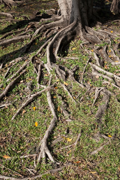 Photo tree root