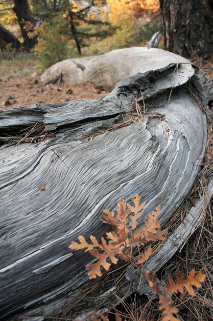 tree root