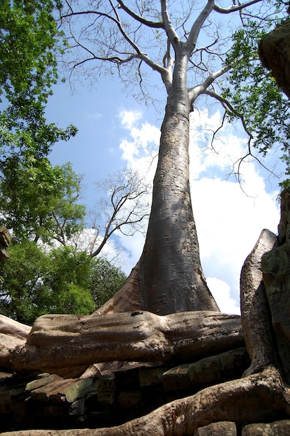 Tree roots and Ancient ruins antique building Prasat Ta Prohm or Ancestor Brahma temple of Angkor Wat for Cambodian people travelers travel visit respect praying at Angkor Thom in Siem Reap Cambodia