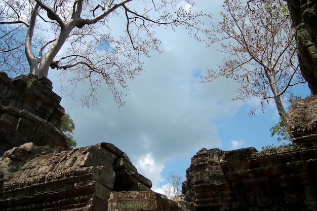 木の根と古代遺跡のアンティークの建物PrasatTaProhmまたはカンボジアの人々のためのアンコールワットの祖先ブラフマ寺院旅行者はシェムリアップカンボジアのアンコールトムで祈って訪問します