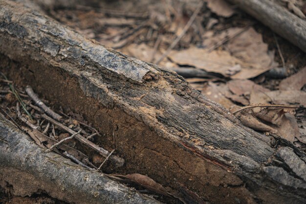 Foto radici degli alberi nella foresta d'autunno