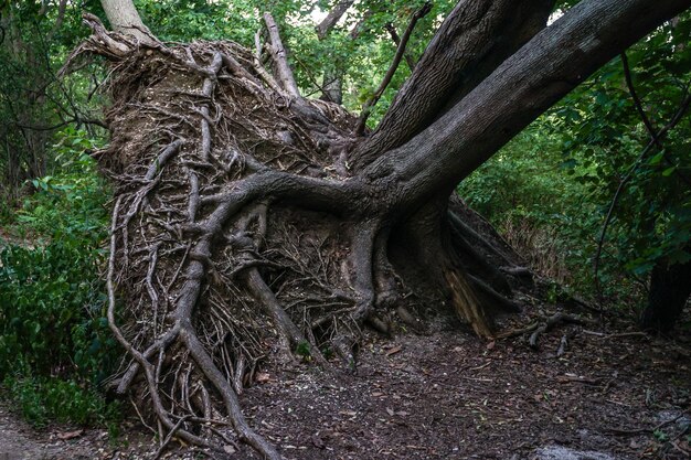 Photo tree roots in forest