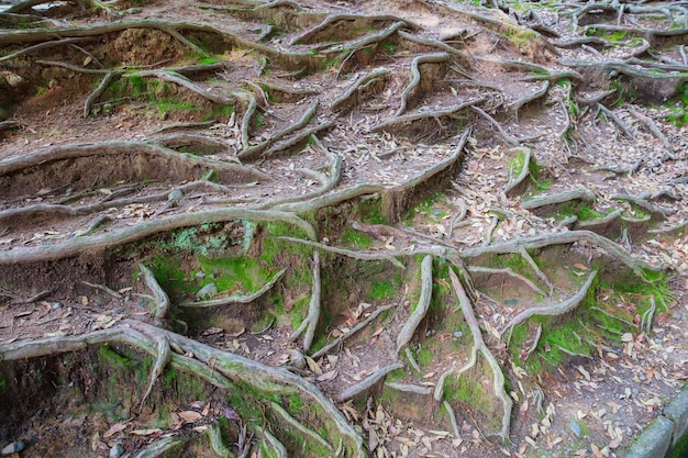 tree roots and green algae plant