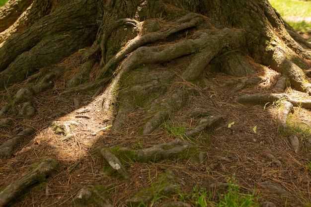 Tree roots on the soil at the garden. Closeup shot