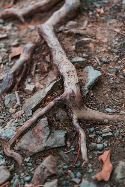 Foto radici di alberi che spuntano attraverso la roccia