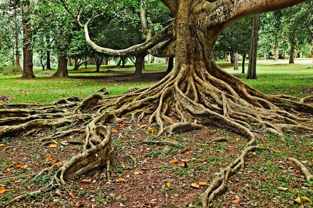 Foto le radici dell'albero