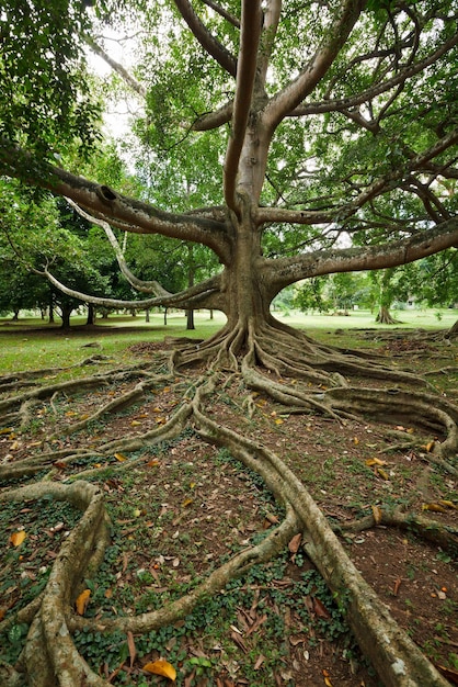 Tree roots