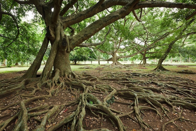 Tree roots