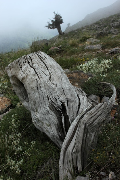 tree roots