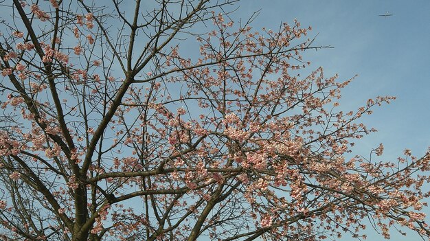 桜の花の木 日本