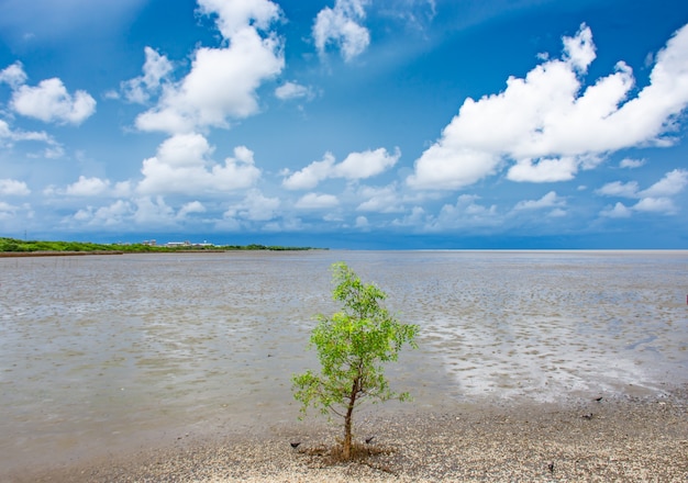 Photo tree in the sea at bang poo, samut prakan.