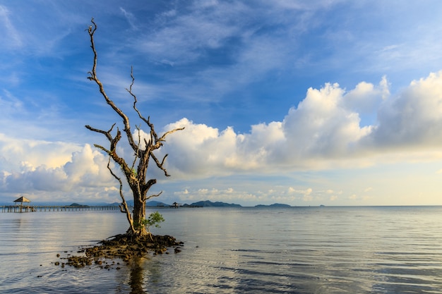 The tree  in the sea  in tropical beach in Thailand.