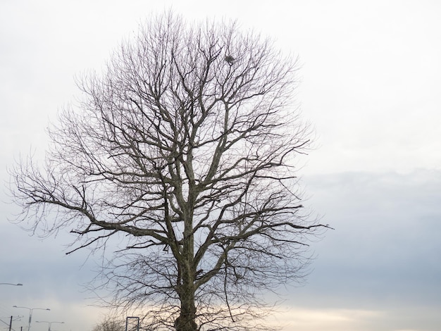 Tree on the seashore Southern tree species lonely plant Nature and city Nest