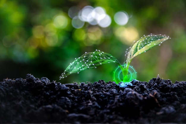 Foto ecologia e concetti delle piantine di alberi espansione delle idee commerciali