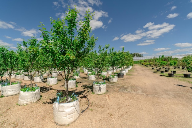 Tree seedlings for sale Young trees for planting in the ground