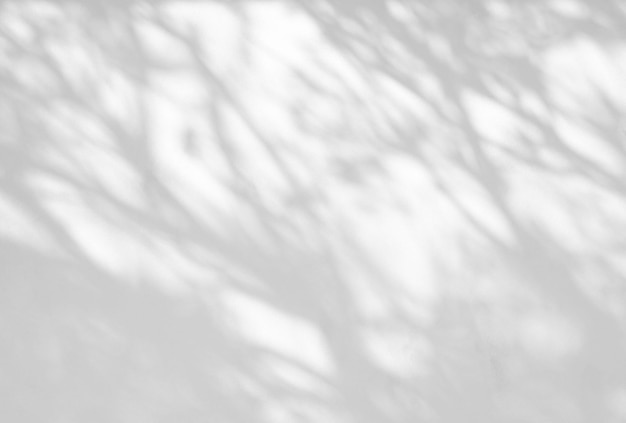 写真 木の影と葉の枝の背景