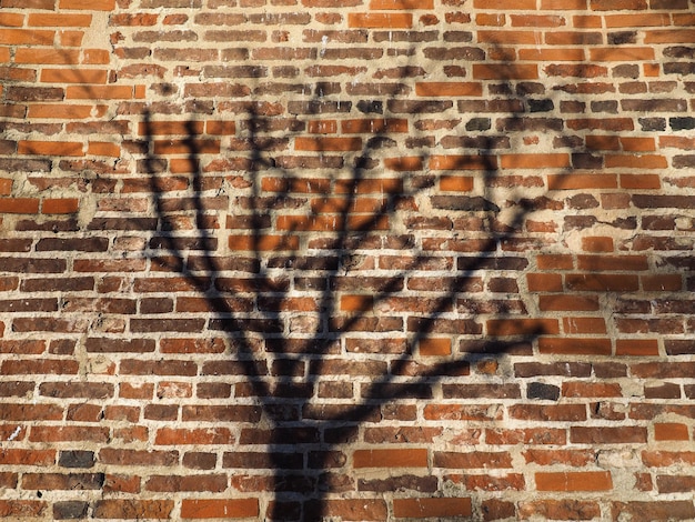 Foto ombra dell'albero sul muro di mattoni rosso