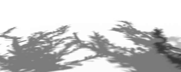 a tree shadow on a white background with the shadow of a tree