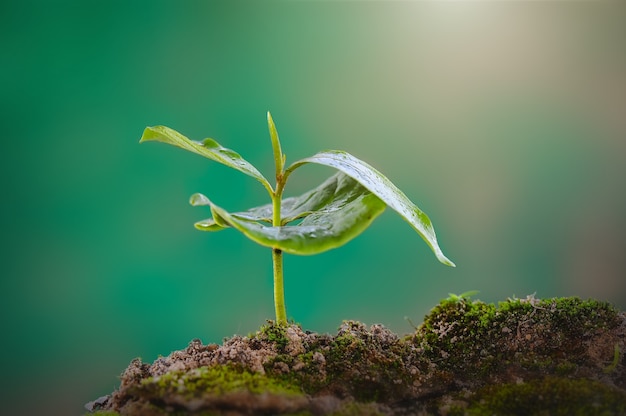 tree shoots on green background go green