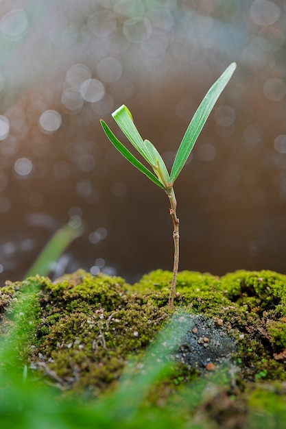 tree shoots growing in the garden