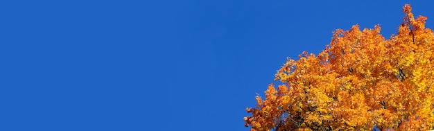 Tree on the sides fall landscape yellow orange maple top on blue sky background in sunny day natural