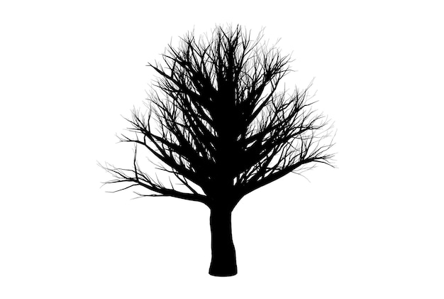 Photo tree silhouette botanic artwork seasonal wood shape art