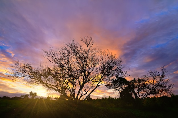 Tree silhouette and sky and clouds In the evening