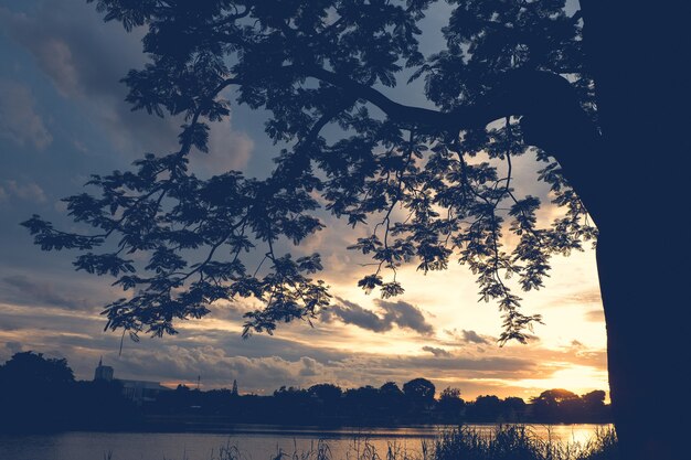 Tree silhouette at sunset next river lake