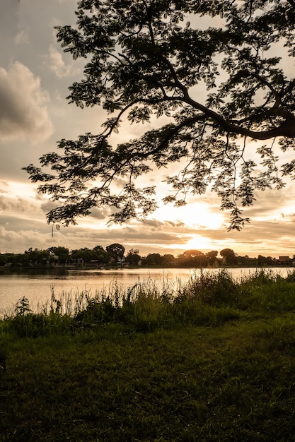 Tree silhouette at sunset next river lake