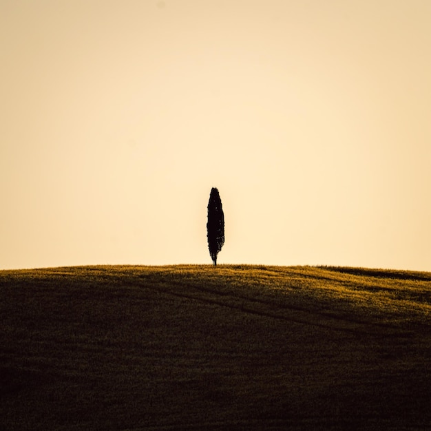 Foto silhouette di un albero in toscana, in italia, durante il tramonto scattato nell'estate del 2022