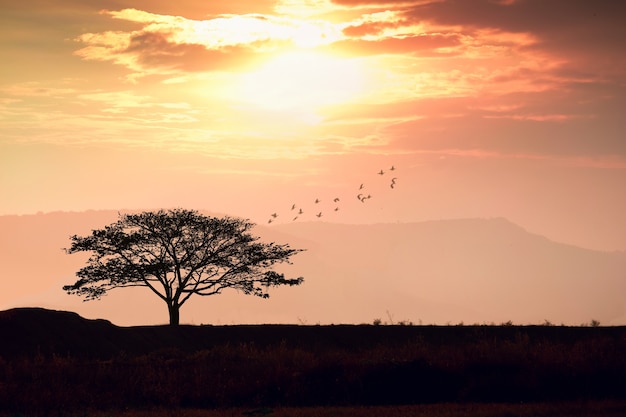 Tree silhouette with orange sun set sky