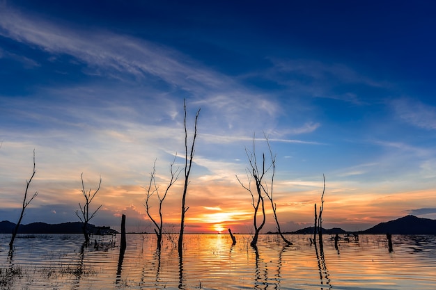 The tree silhouette with sunset sky