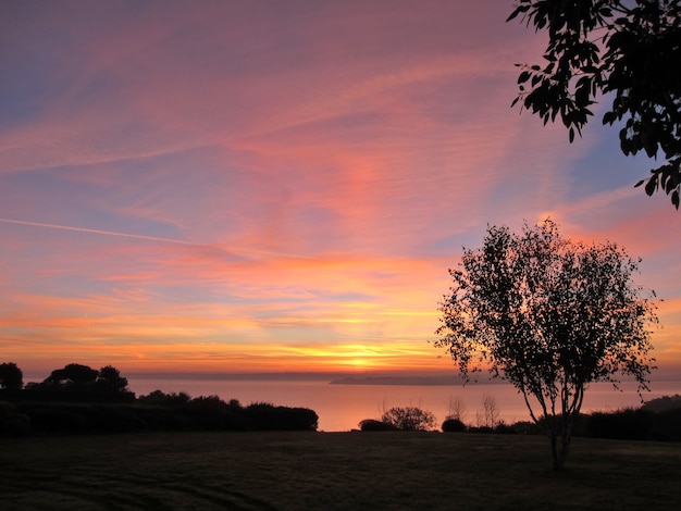 Tree silhouetted by sunrise sky