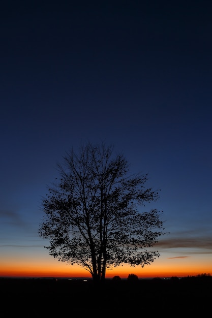 Photo tree on sky background during sunset.