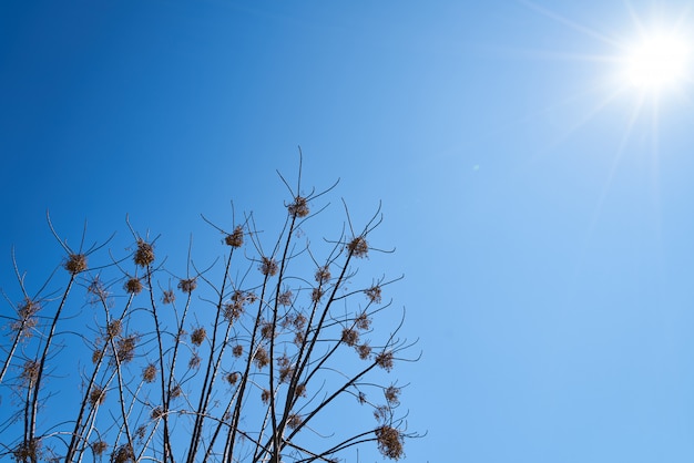 Tree and Sky Background