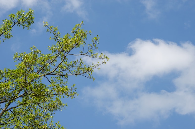 Tree on sky background