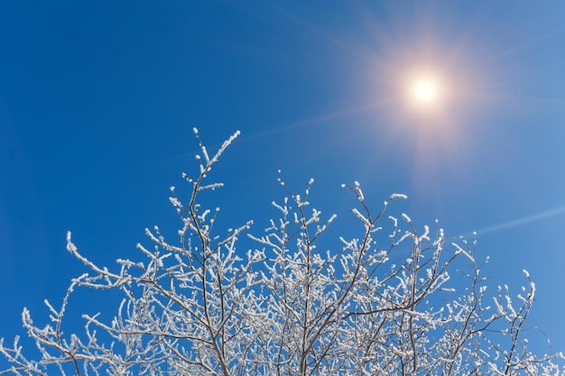 Tree sky branch in forest winter