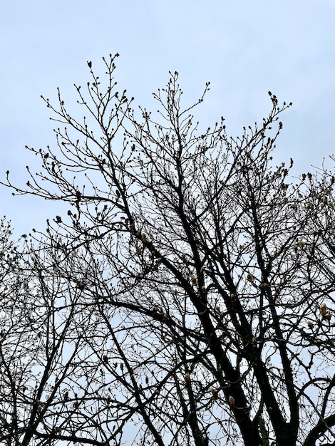 空の木が芽吹き始めています。