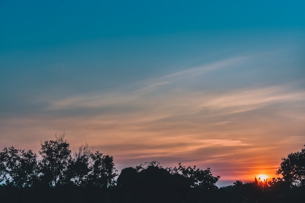 ツリーの空の夕日植物の景観 - 自然シルエットの美しさ