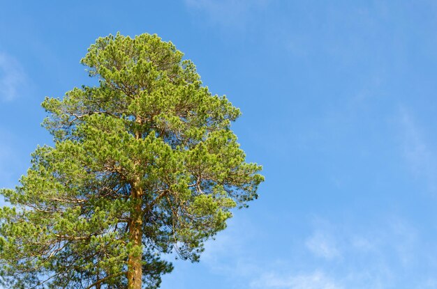 A tree in the sky with the word tree on it