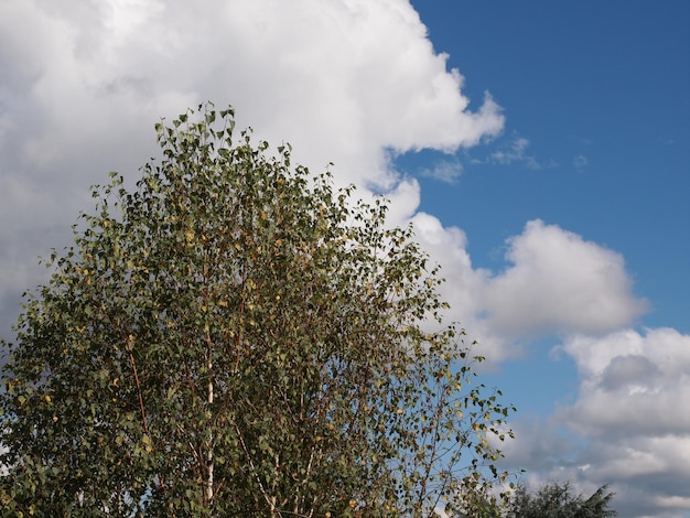 Tree over sky